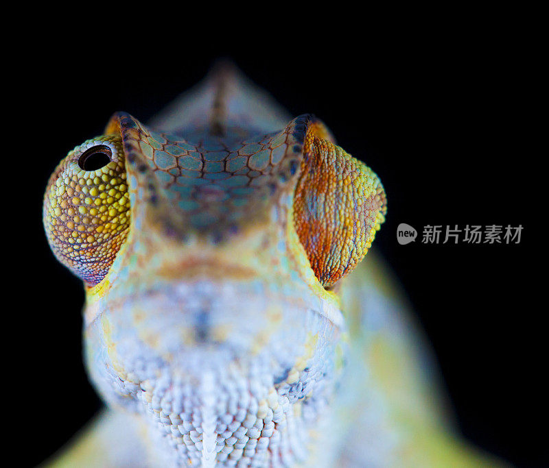 变色龙肖像-黑豹变色龙(Furcifer pardalis)